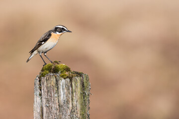 Male Whinchat, Saxicola rubetra, Dumfries and Galloway, Scotland