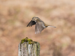 Meadow Pipit, Anthus pratensis, in flight, Dumfries & Galloway, Scotland