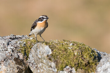 Male Whinchat, Saxicola rubetra, Dumfries & Galloway, Scotland