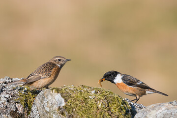 Male and female Stonechat, Saxicola rubicola, Dumfries & Galloway, Scotland