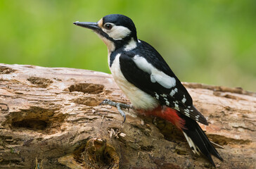 Great Spotted Woodpecker, Dendrocopos major, on a dead Scots Pine branch, Dumfries & Galloway, Scotland