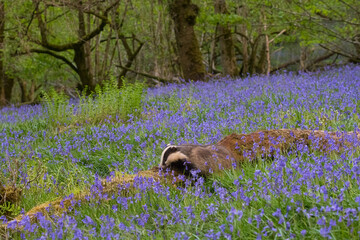 European Badger, Meles meles, in bluebell woodland, Dumfries and Galloway, Scotland