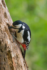 Great Spotted Woodpecker, Dendrocopos major, on a dead Scots Pine branch, Dumfries & Galloway, Scotland