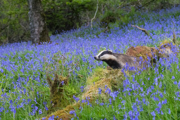 European Badger, Meles meles, in bluebell woodland, Dumfries and Galloway, Scotland