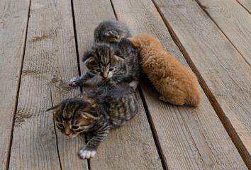 group a small  Adorable newborn striped kittens outdoors on a wooden surface outdoors, . The...