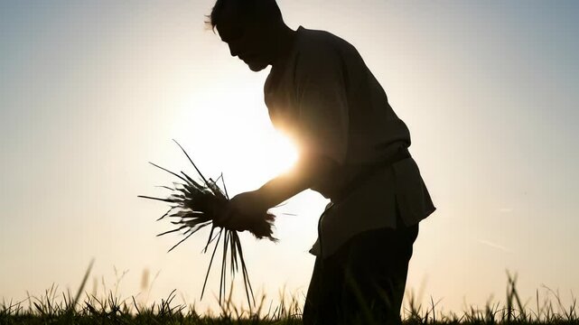 Farmer Silhouette at Sunrise: A Rural Scene of Harvesting in Agricultural Fields