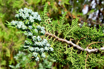 modern background tuya branch close-up