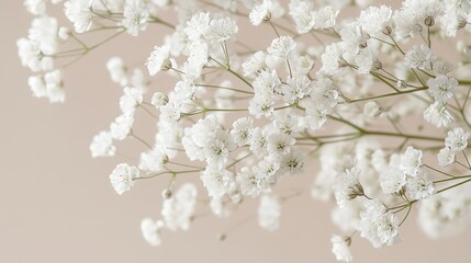 Obraz premium Close-Up of Delicate Baby's Breath Flowers with Floating Petals Against Soft Beige Background, Capturing Intricate Details in Natural Light for Ethereal Tranquil Ambiance.