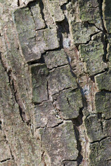 Beautiful close-up of the bark of ptelea trifoliata