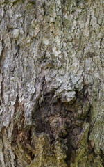 Beautiful close-up of the bark of quercus garryana