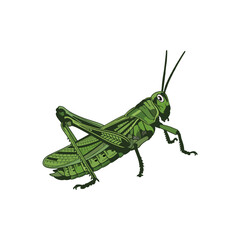 green grasshopper isolated on white background