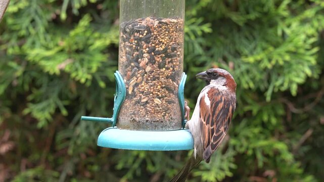 sparrow at the feeder