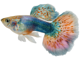 guppy fish isolated on transparent background