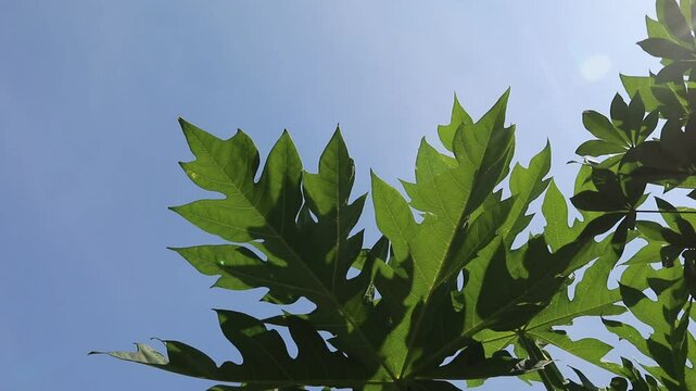Graceful and serene, this video captures vibrant green papaya leaves gently swaying in the breeze against a backdrop of clear blue sky. Indonesian juni 3, 2025