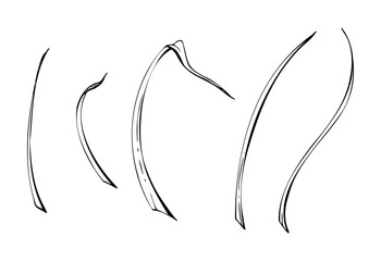 Long thin grass blades leaves, stalks flowing curves lines. Single element isolated botanical illustration hand drawn in vector ink. Florist bouquets, wild garden seed, natural products packaging