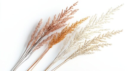 Dried Grass with Beige, and Autumn.
