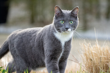 grey cat with green eyes in the grass	
