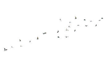flock of birds/A flock of birds is flying freely through the sky, isolated against a clean white background, symbolizing freedom and graceful motion.
