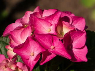 Deep Pink Hydrangea Blooms in Summer Sunlight
