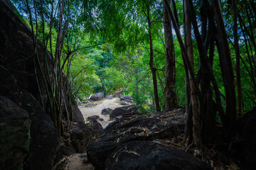 A picturesque view of a river gorge surrounded by lush green forests, with towering rock formations and a narrow bridge connecting the cliffs. The natural beauty and vibrant greenery. kissing cliffs