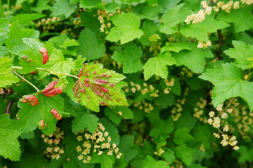 A twisted leaf with red spots of a currant bush with signs of anthracnose against a background of healthy green leaves and berries.Control of parasites and fungi of shrubs