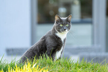 grey cat with green eyes in the grass	
