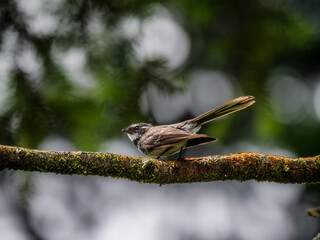 Fantail Crouched On Level Mossy Branch