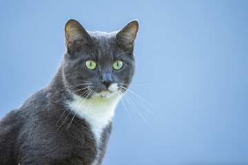 grey cat with green eyes looking into the camera with blank background