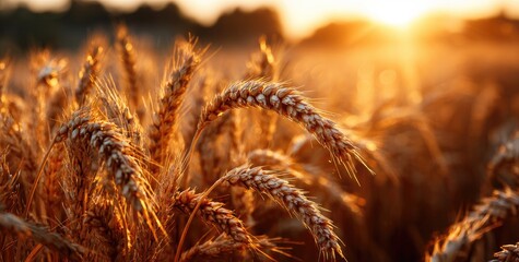 Golden wheat ears