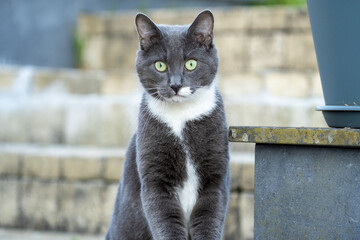 grey cat with green eyes in the grass	
