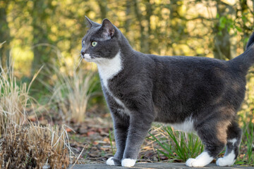 grey cat with green eyes in the grass	
