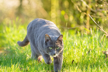 grey cat with green eyes in the grass	
