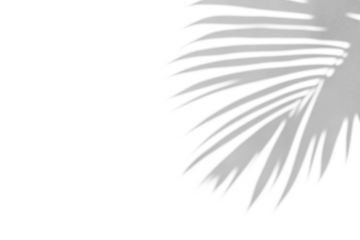 shadow overlay effects of realistic palm branch leaf shadow with light blur on transparent background,summer sunlight and shadow overlay effect,natural shadow of tropical plants