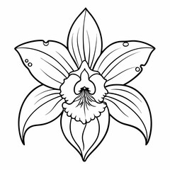 vector illustration line art of a cattleya orchid flower