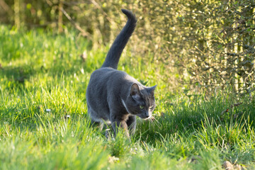 grey cat with green eyes in the grass	
