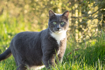 grey cat with green eyes in the grass	
