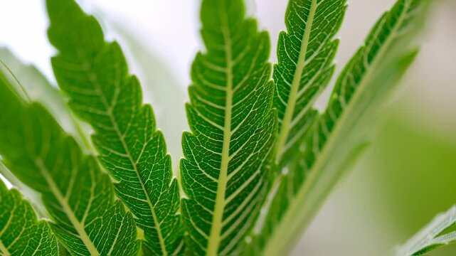 close-up shot unveils the intricate details of vibrant cannabis leaves, highlighting nature's artistry and organic vitality in the green foliage