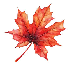 Autumn maple leaf with vibrant red and orange colors