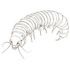 silkworm, insect, vector, transparent background, organism, bombyx mori, isolated, animal, nature