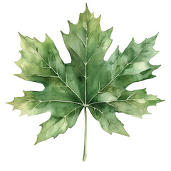 Watercolor illustration of green maple leaf with detailed veins
