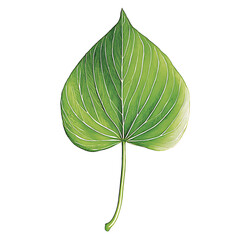 Vibrant green leaf with white veins transparency background close