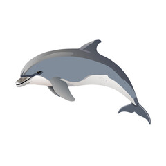 dolphin jumping isolated on white