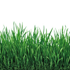 Obraz premium Vibrant Green Grass with Lush Blades Creating a Fresh Natural Background for Spring and Summer Gardening Concepts