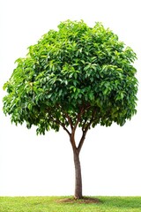 Fototapeta premium Vibrant Green Tree on Isolated White Background Emphasizing Nature's Tranquility and Lush Foliage for Environmental and Botanical Projects