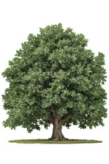 Fototapeta premium Majestic oak tree with lush green foliage standing alone on grassy field under clear sky, symbolizing strength, resilience, and serenity in nature through all seasons