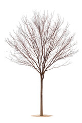 Majestic bare deciduous tree against white background symbolizing winter dormancy and nature's seasonal cycle in detailed botanical illustration