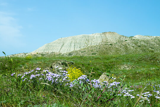 Jew's mallow (Malva erecta) on the dry slopes of the North Black Sea, phrygana (xerophytic formation). Clay eroded hills (bedland) in the background. Feodosia area