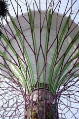 Supertree Grove at Gardens by the Bay in Singapore during the Day | May 2025