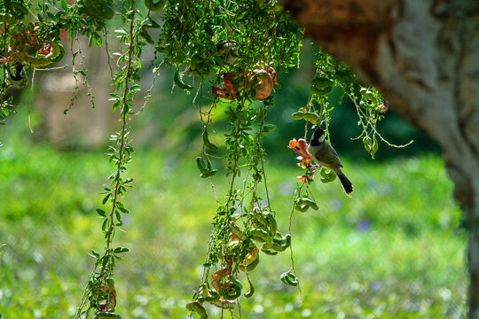 Imlee (Tamarindus indica, Pithecellobium dulce) evergreen tree with legumes, and White-cheeked bulbul (Pycnonotus leucotis mesopotamia) feeds with sweet fruits. Aby Dhabi