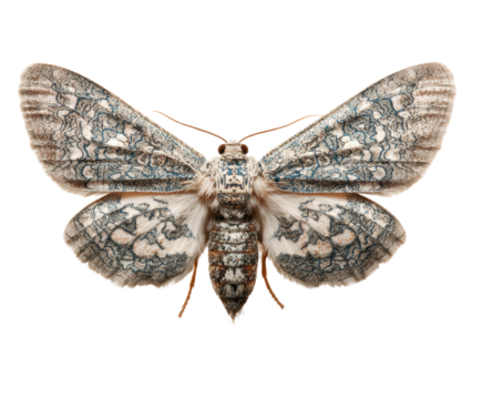Beautiful butterfly with intricate blue and gray patterns on wings on a transparent background, cut out